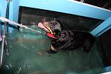 TAPIS AQUATIQUE - ROTTWEILER 088